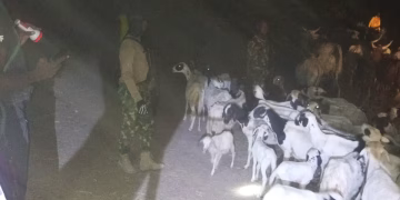 Army Foils Terror Attack, Rescues 62 Rustled Livestock